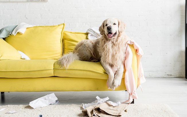 Leia mais sobre o artigo Cachorro bagunceiro: confira dicas de como educar seu pet