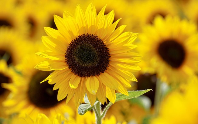 Leia mais sobre o artigo Simpatias com flores amarelas para atrair amor e dinheiro em 2021