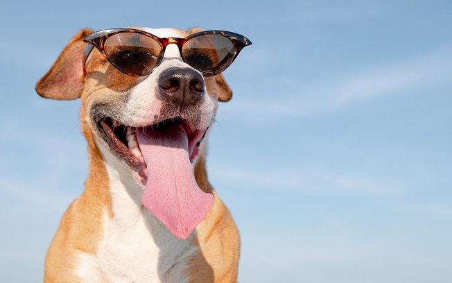 Leia mais sobre o artigo Saiba como ajudar seu pet a se refrescar no calor