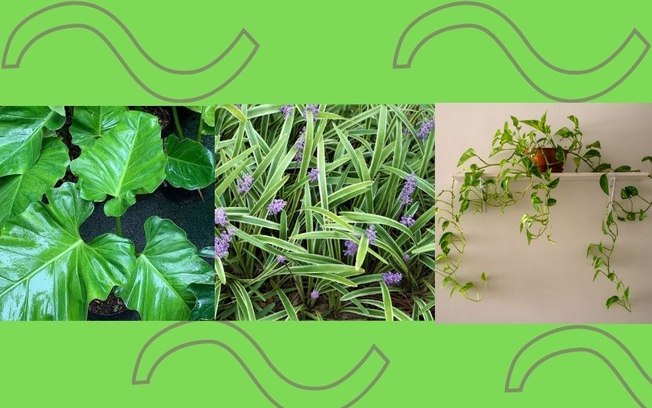 Leia mais sobre o artigo 5 plantas que crescem rápido para ter em sua casa