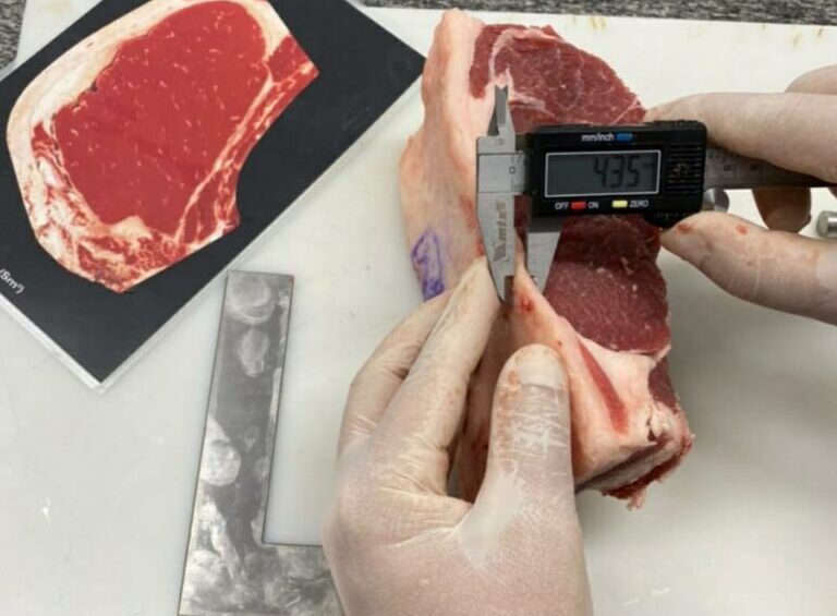 Leia mais sobre o artigo Raça Araguaia: sucesso na pecuária de corte, bovino apresenta excelente rendimento de carcaça e ótima qualidade da carne